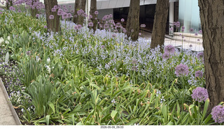 7 a2v. New York City flower