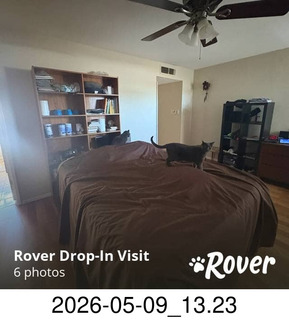 129 a2v. Rover.com - my cat Jane