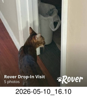 384 a2v. Rover.com - cat Pickle