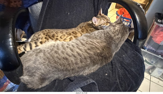 816 a2x. cats Pickle and Potato
