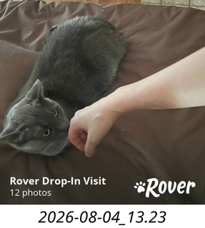 5 a2y. my cat Jane cared for at home