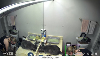 14 a2y. my cats cared for at home