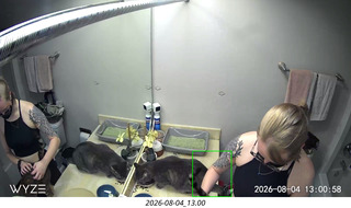 15 a2y. my cats cared for at home