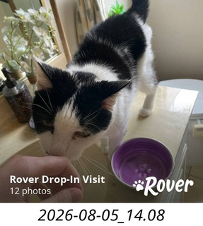 201 a2y. caring for my cat Scruffles while I'm away