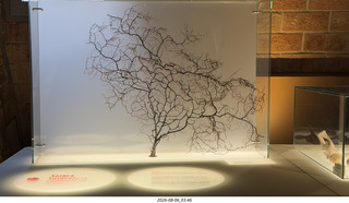 174 a2y. Spain - Barcelona - La Pedrera - tree hexagons
