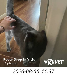236 a2y. my cat Devin back home