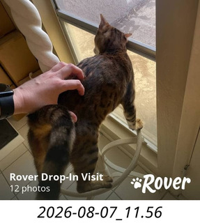 455 a2y. cat Pickle at my home