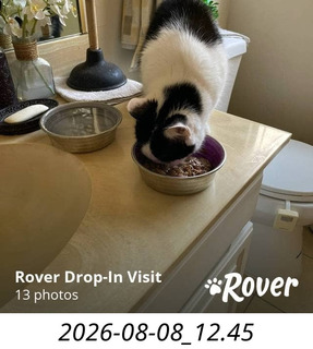 307 a2y. my cat Scruffles back home in scottsdale