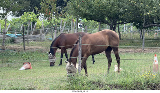 131 a2y. Spain - Bilbao wine tour - winery - horses