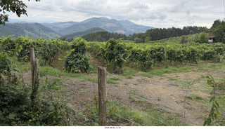 133 a2y. Spain - Bilbao wine tour - winery
