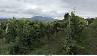 137 a2y. Spain - Bilbao wine tour - winery