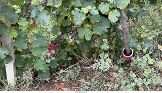 146 a2y. Spain - Bilbao wine tour winery - grapes