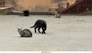 154 a2y. Spain - Bilbao wine tour winery - cats