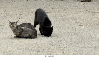 155 a2y. Spain - Bilbao wine tour winery - cats