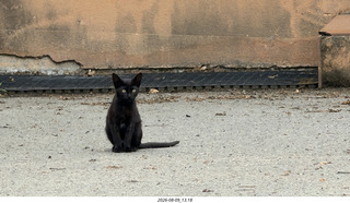 158 a2y. Spain - Bilbao wine tour winery - cat