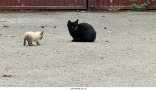 159 a2y. Spain - Bilbao wine tour winery - cats