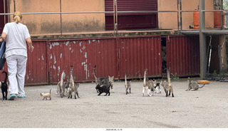 164 a2y. Spain - Bilbao wine tour winery cats