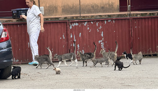 165 a2y. Spain - Bilbao wine tour winery cats