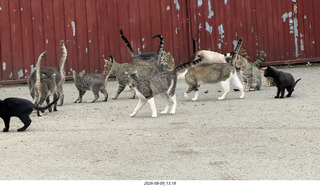 166 a2y. Spain - Bilbao wine tour winery cats