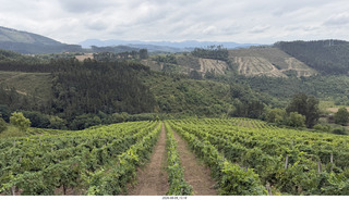 182 a2y. Spain - Bilbao wine tour winery