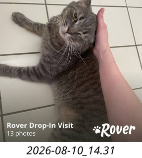 261 a2y. cat Potato at home