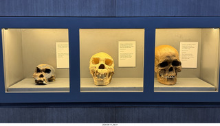 34 a2y. Spain - Museo de Altamira