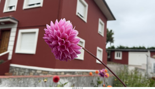 141 a2y. Spain - eclipse town flower