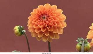 143 a2y. Spain - eclipse town flower