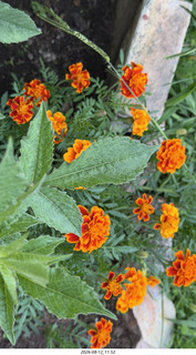 145 a2y. Spain - eclipse town flowers