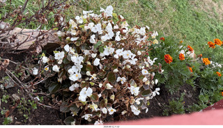 147 a2y. Spain - eclipse town flowers