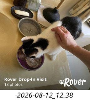 161 a2y. Spain - my cat Scruffles back home