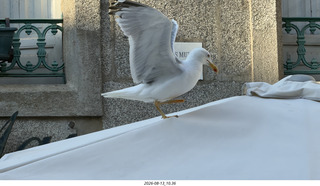 179 a2y. Spain - Santiago de Compostela - walking tour - seagull about to fly