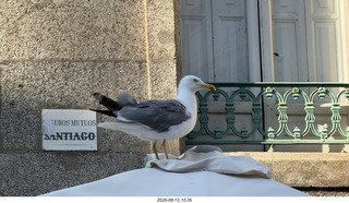 181 a2y. Spain - Santiago de Compostela - walking tour - seagull