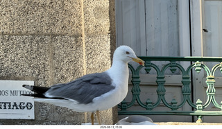 182 a2y. Spain - Santiago de Compostela - walking tour - seagull