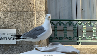 183 a2y. Spain - Santiago de Compostela - walking tour - seagull