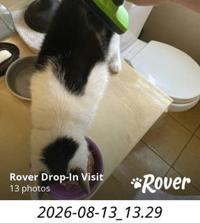 209 a2y. my cat Scruffles at home