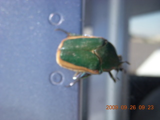 Casa Grande (CGZ) fly-in breakfast - beetle on n8483r