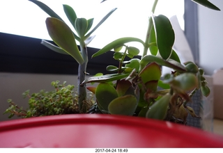 new camera - office plant