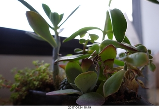 new camera - office plant