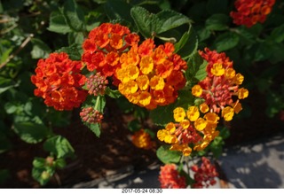 new camera - flowers