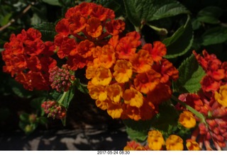new camera - flowers