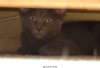 my new kitten