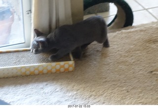 my new kitten
