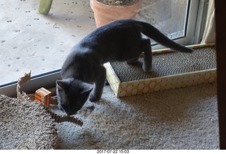 my new kitten