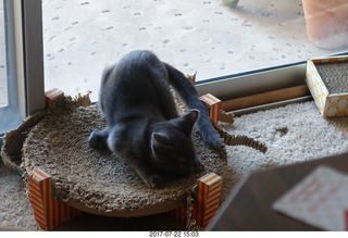 my new kitten