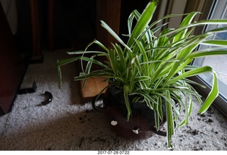my new plant knocked over by my kittens