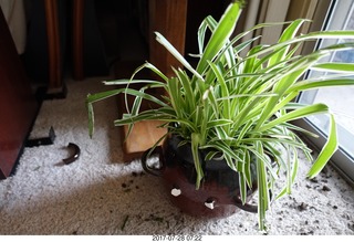my new plant knocked over by my kittens