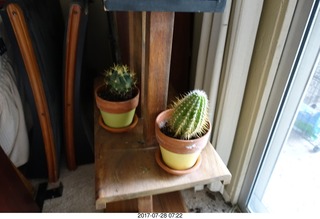 my new plants