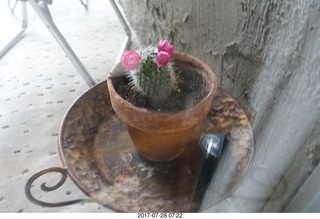 my new plants